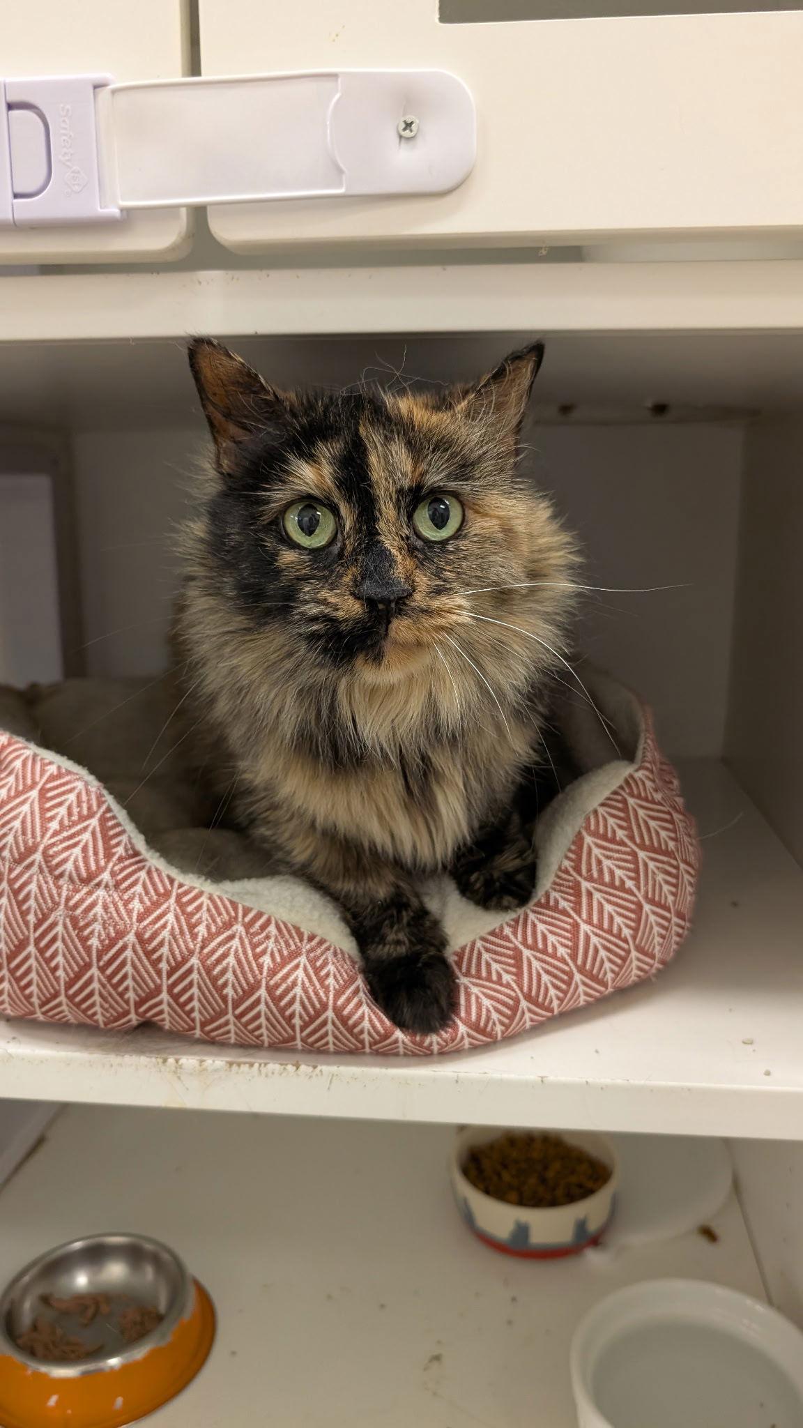 Ophelia, Adoptable, Adult Female Domestic Long Hair.