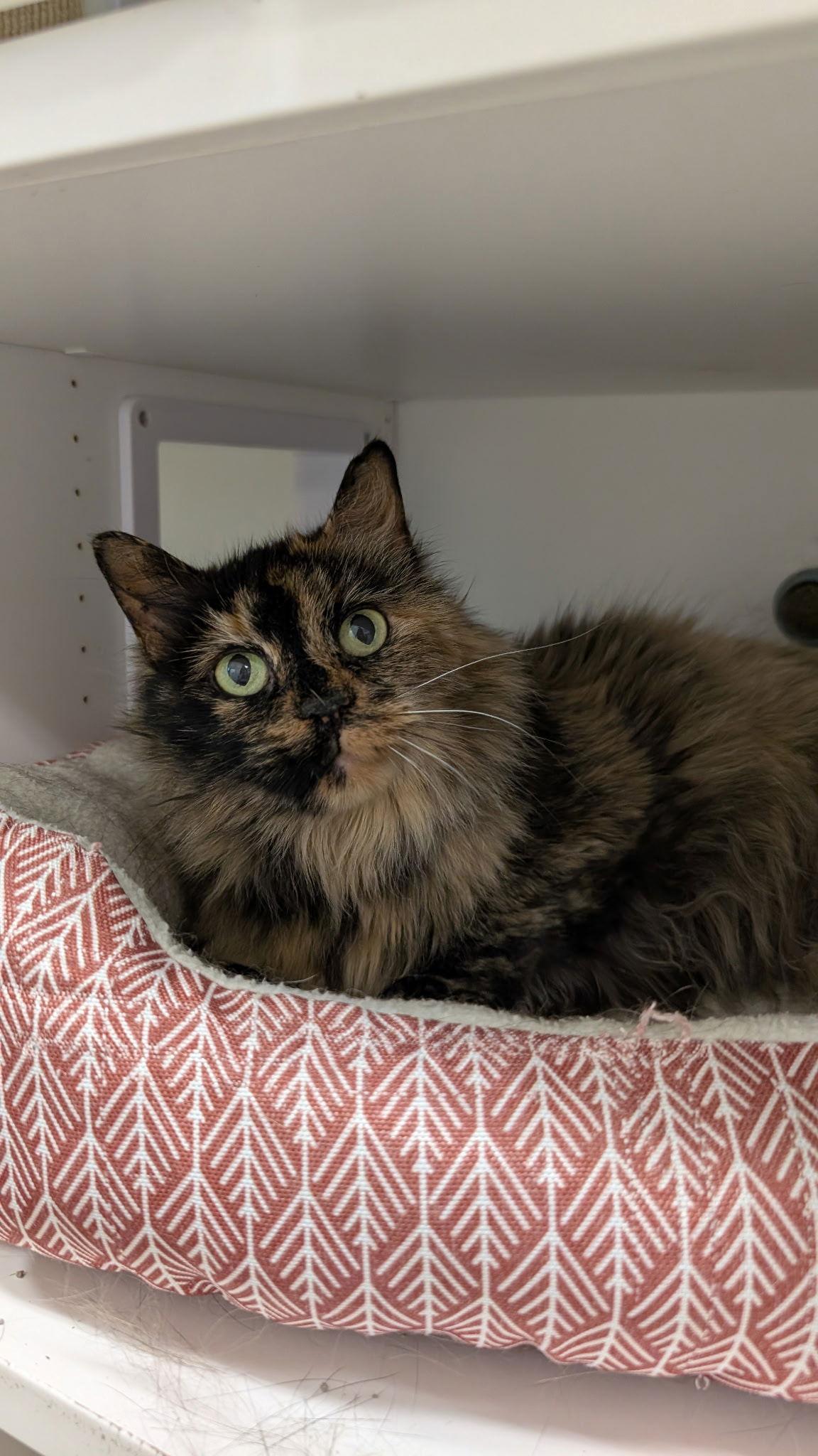 Enlarge Ophelia, a Adoptable Domestic Long Hair in Columbus, OH image 3/3