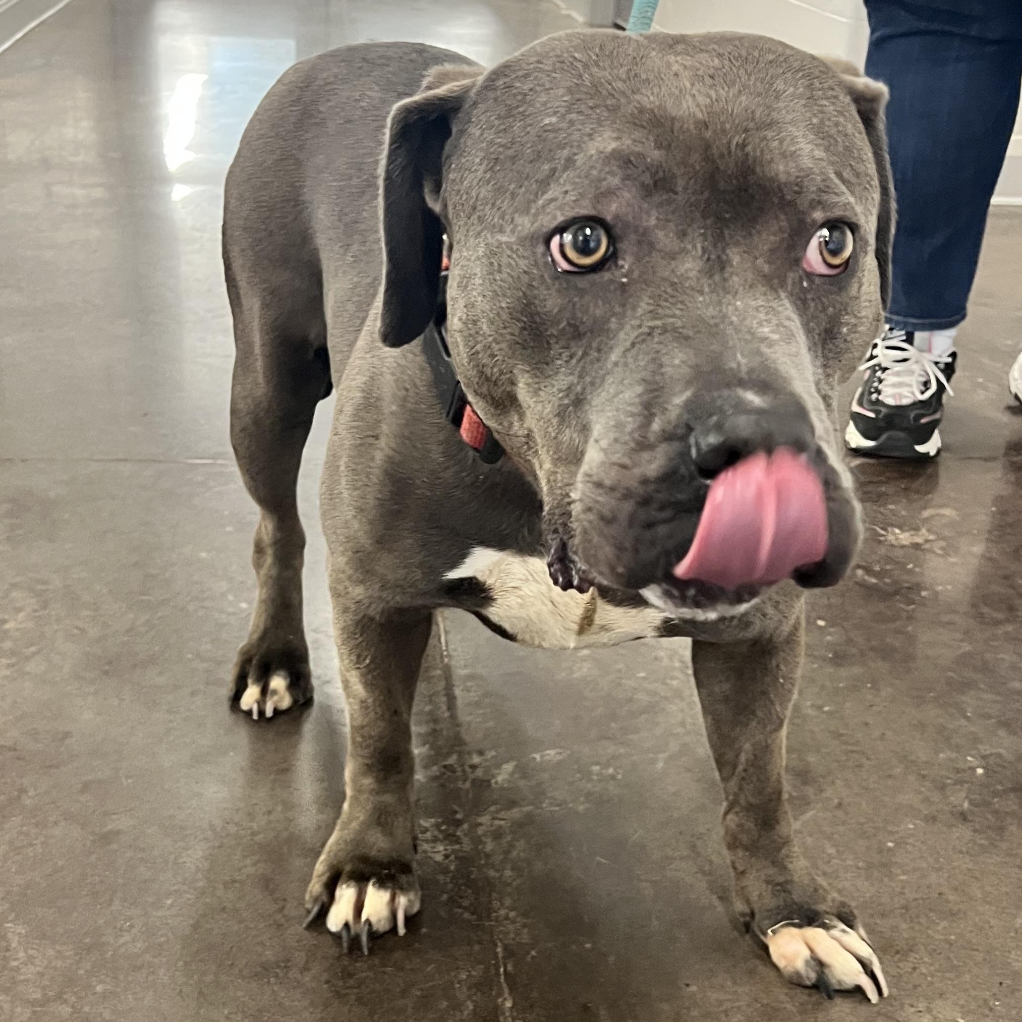 Enlarge Blue, an adopted mixed breed in Horn Lake, MS image 5/6