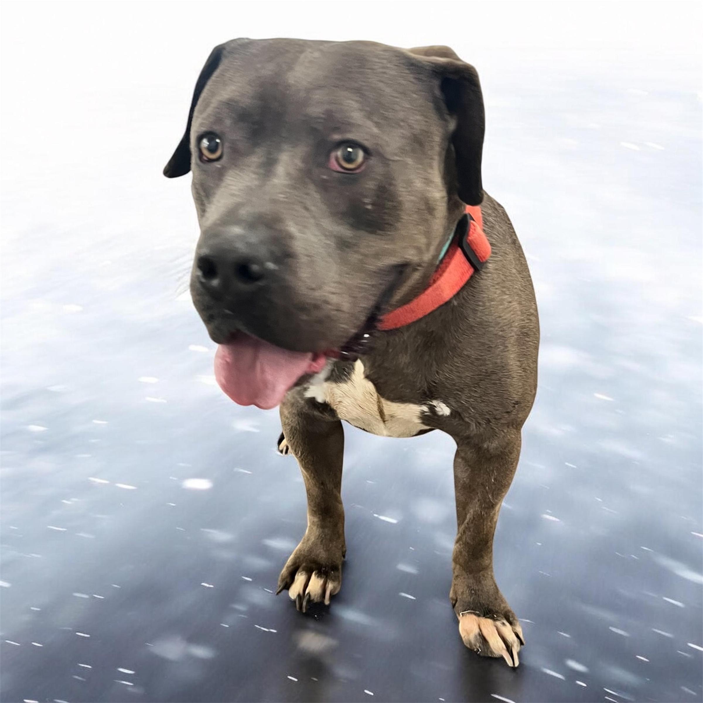 Blue, adopted, Adult Male Mastiff.