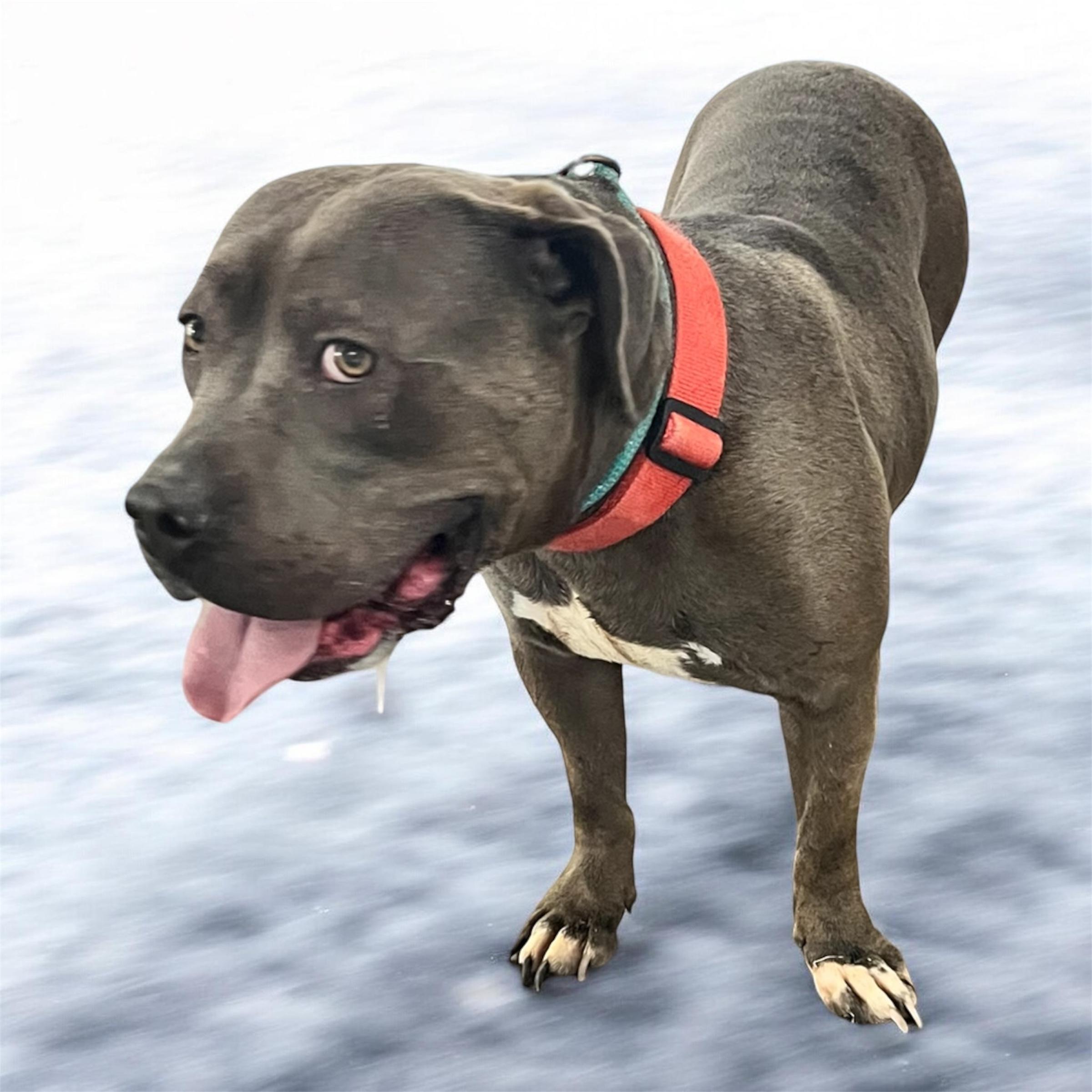 Enlarge Blue, an adopted mixed breed in Horn Lake, MS image 2/6