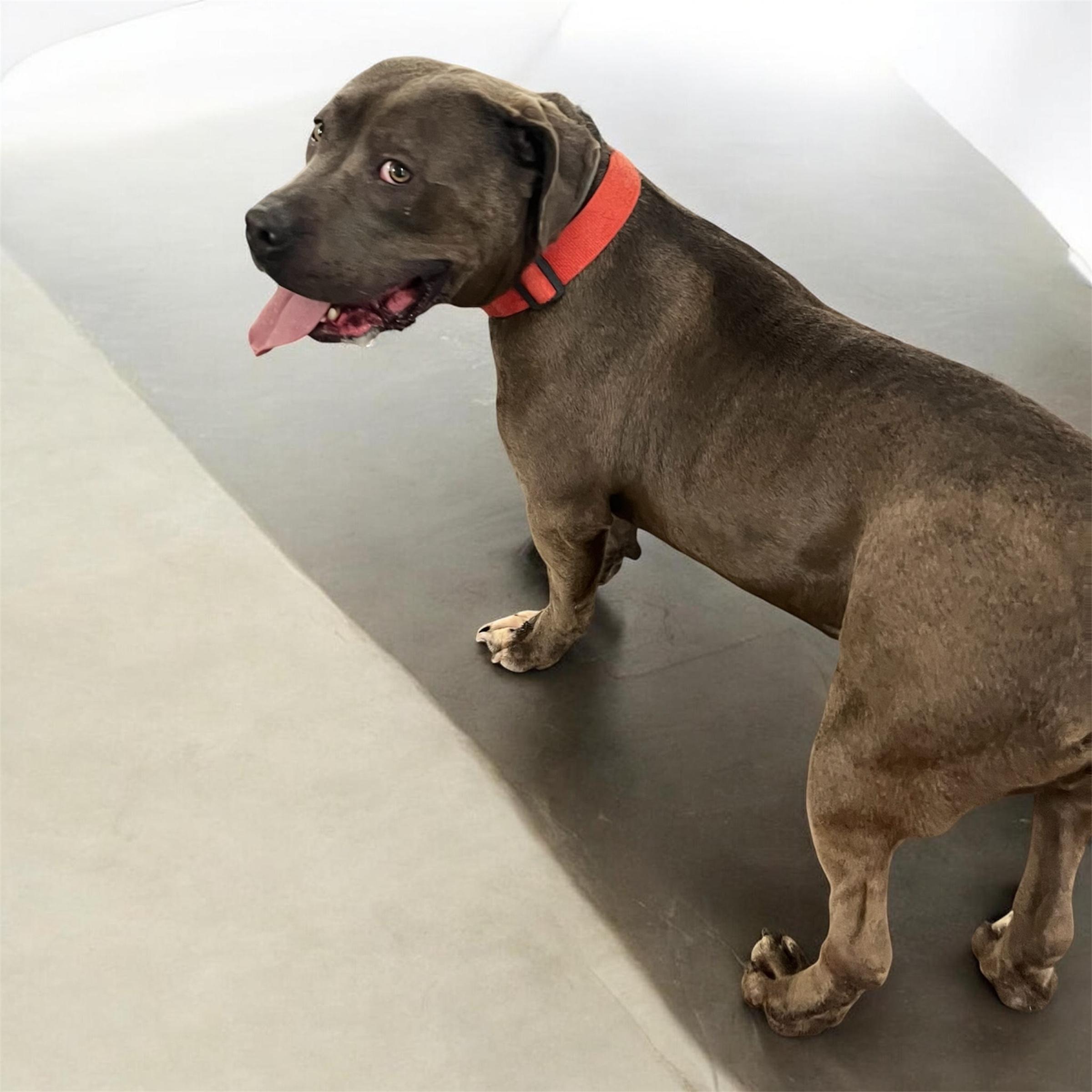 Enlarge Blue, an adopted mixed breed in Horn Lake, MS image 3/6