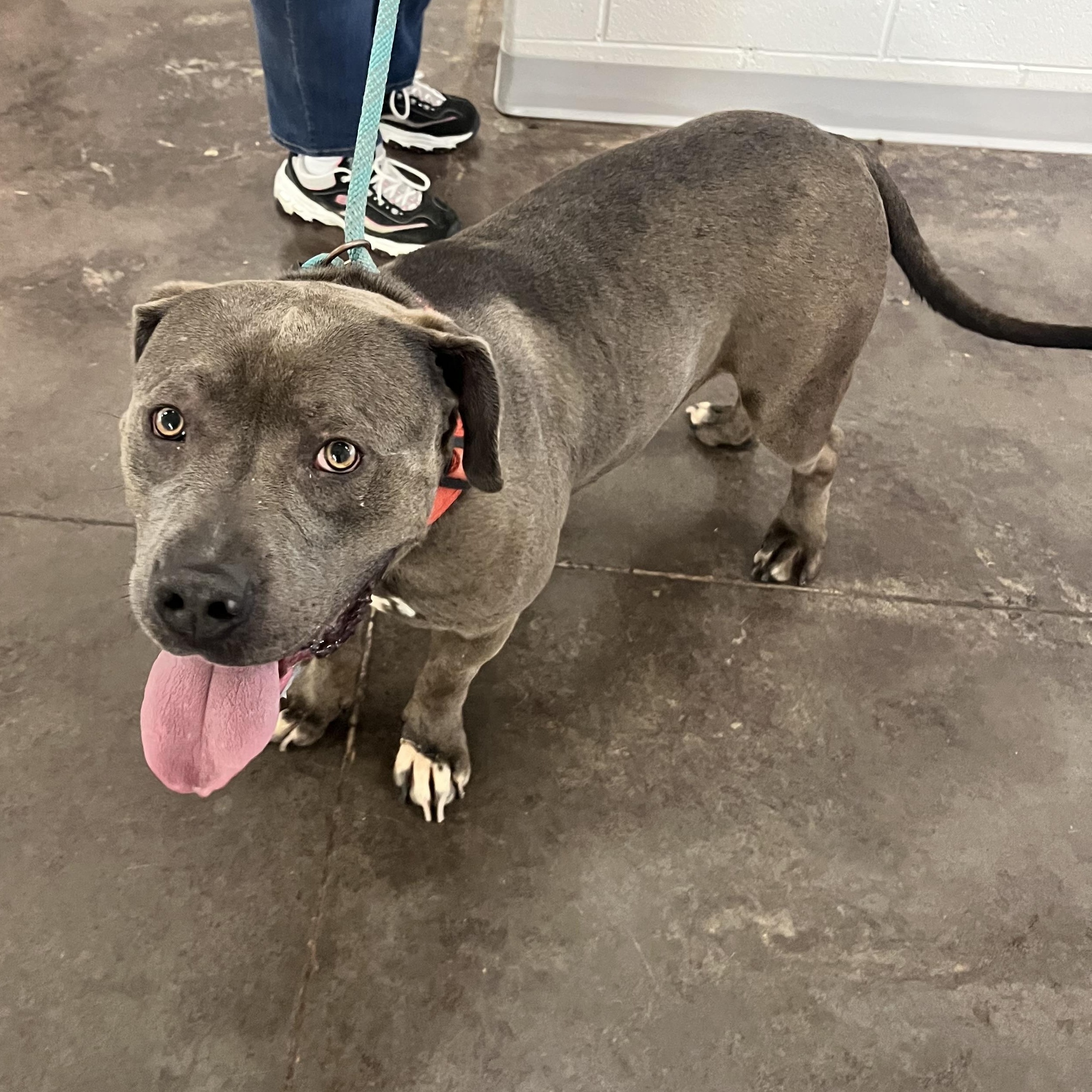 Enlarge Blue, an adopted mixed breed in Horn Lake, MS image 4/6