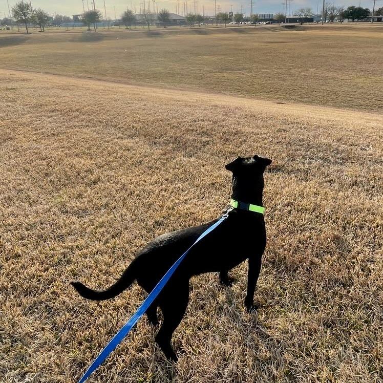 Enlarge Franki, a Adoptable Black Labrador Retriever in Beaumont, TX image 1/6