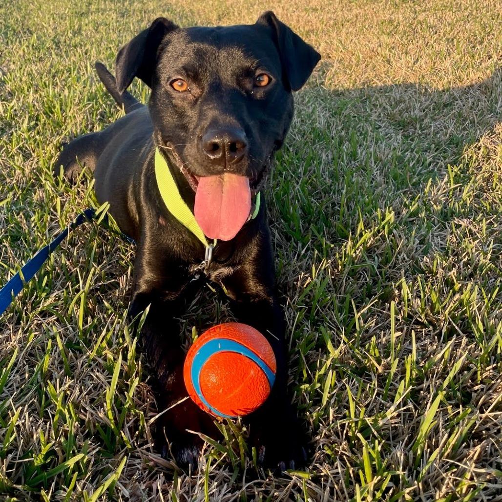Enlarge Franki, a Adoptable Black Labrador Retriever in Beaumont, TX image 2/6