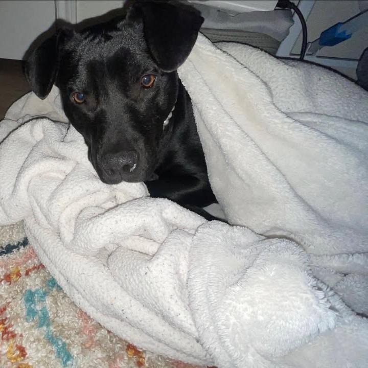 Enlarge Franki, a Adoptable Black Labrador Retriever in Beaumont, TX image 1/2