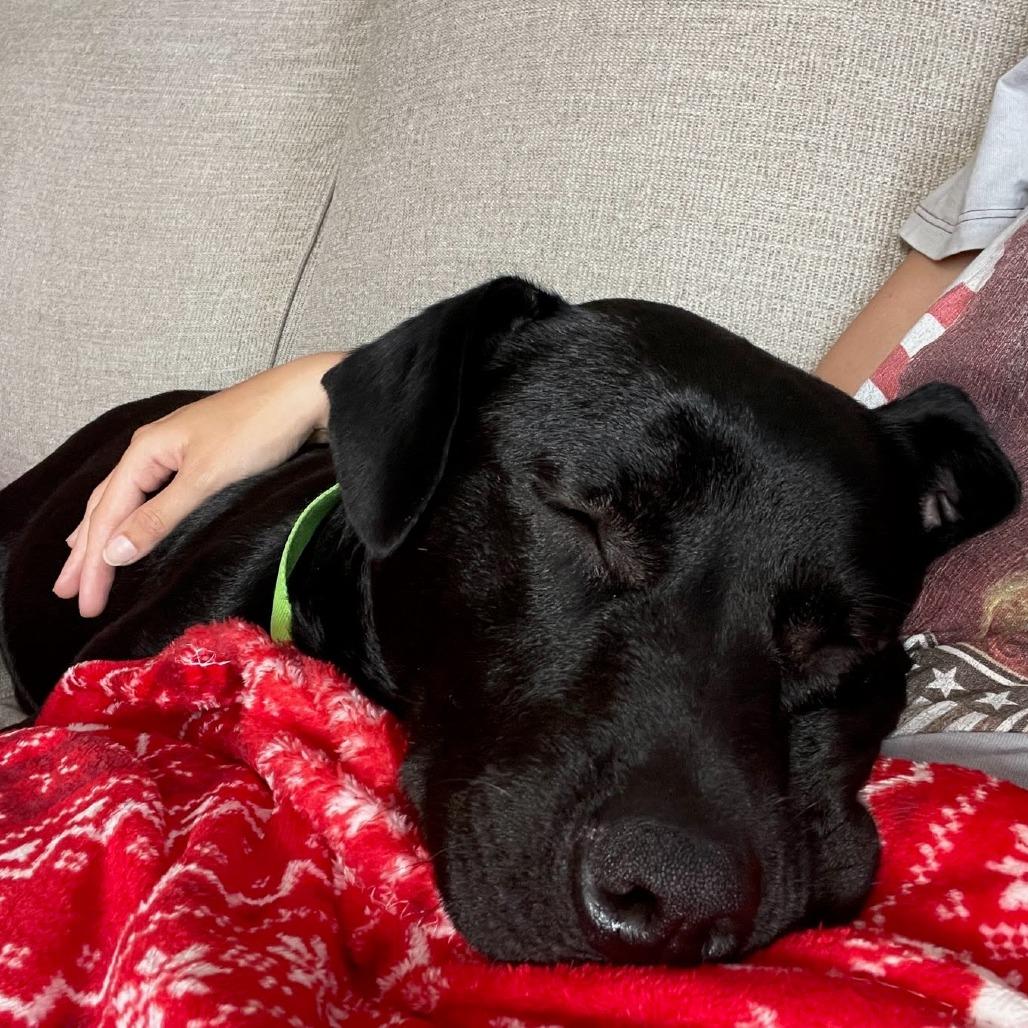 Enlarge Franki, a Adoptable Black Labrador Retriever in Beaumont, TX image 4/6