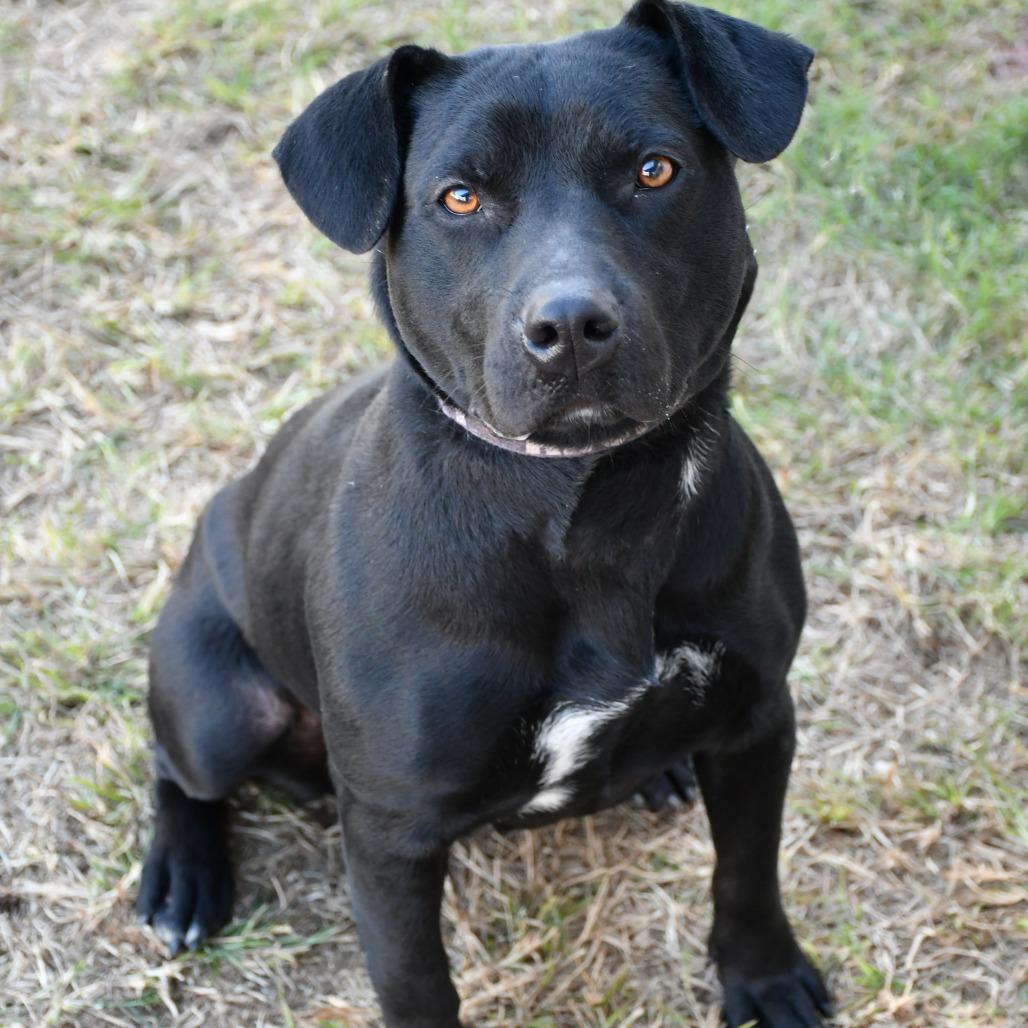 Enlarge Franki, a Adoptable Black Labrador Retriever in Beaumont, TX image 2/2