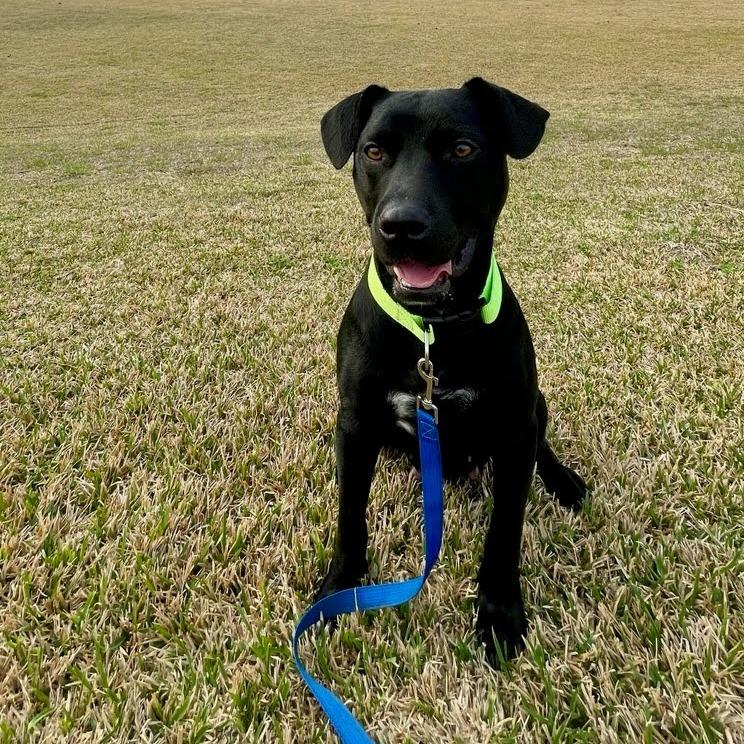 Enlarge Franki, a Adoptable Black Labrador Retriever in Beaumont, TX image 6/6