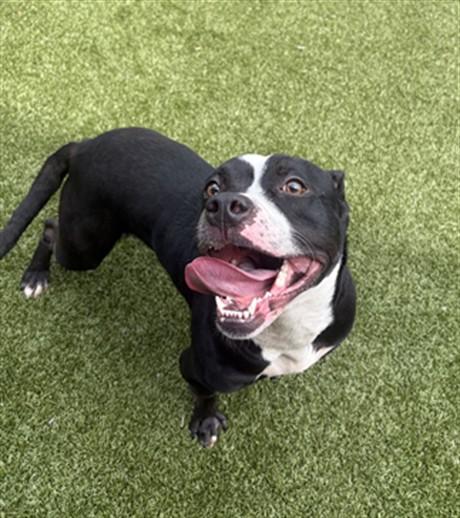 Enlarge CLARABELL, a Adoptable mixed breed in Toledo, OH image 1/1