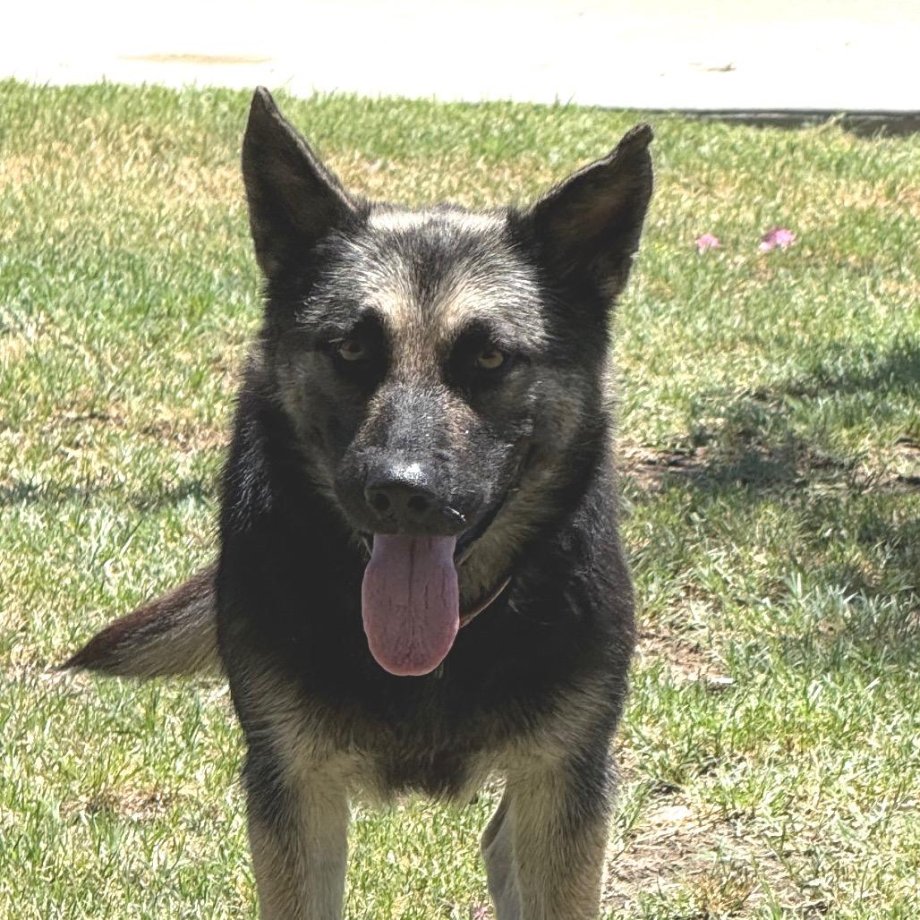 Enlarge Jamie Lee, a Adoptable mixed breed in Fresno, CA image 2/5