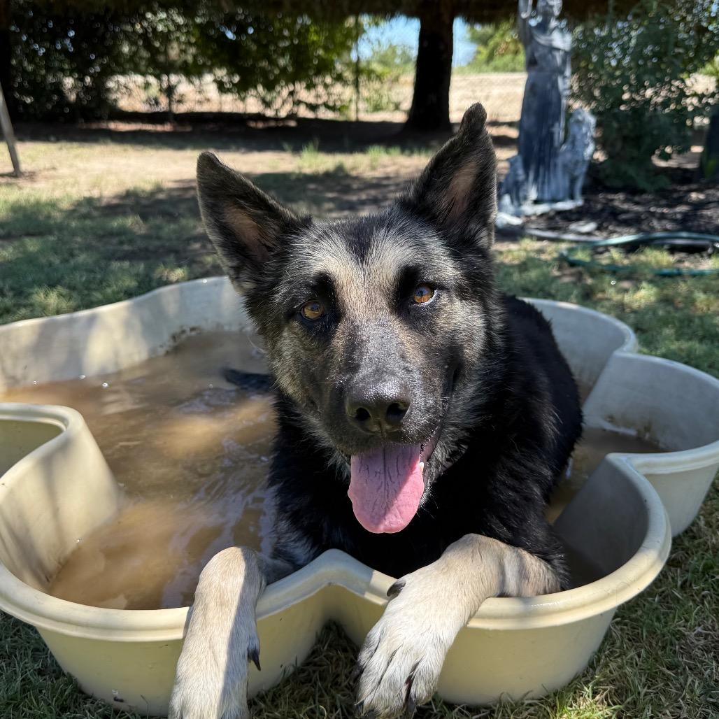 Jamie Lee, Adoptable, Adult Female German Shepherd Dog & Mixed Breed.