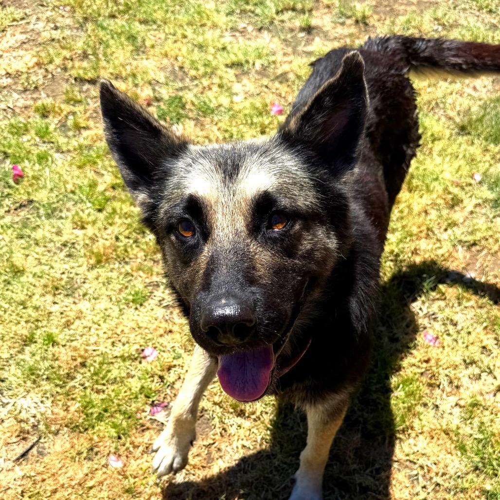 Enlarge Jamie Lee, a Adoptable mixed breed in Fresno, CA image 3/5