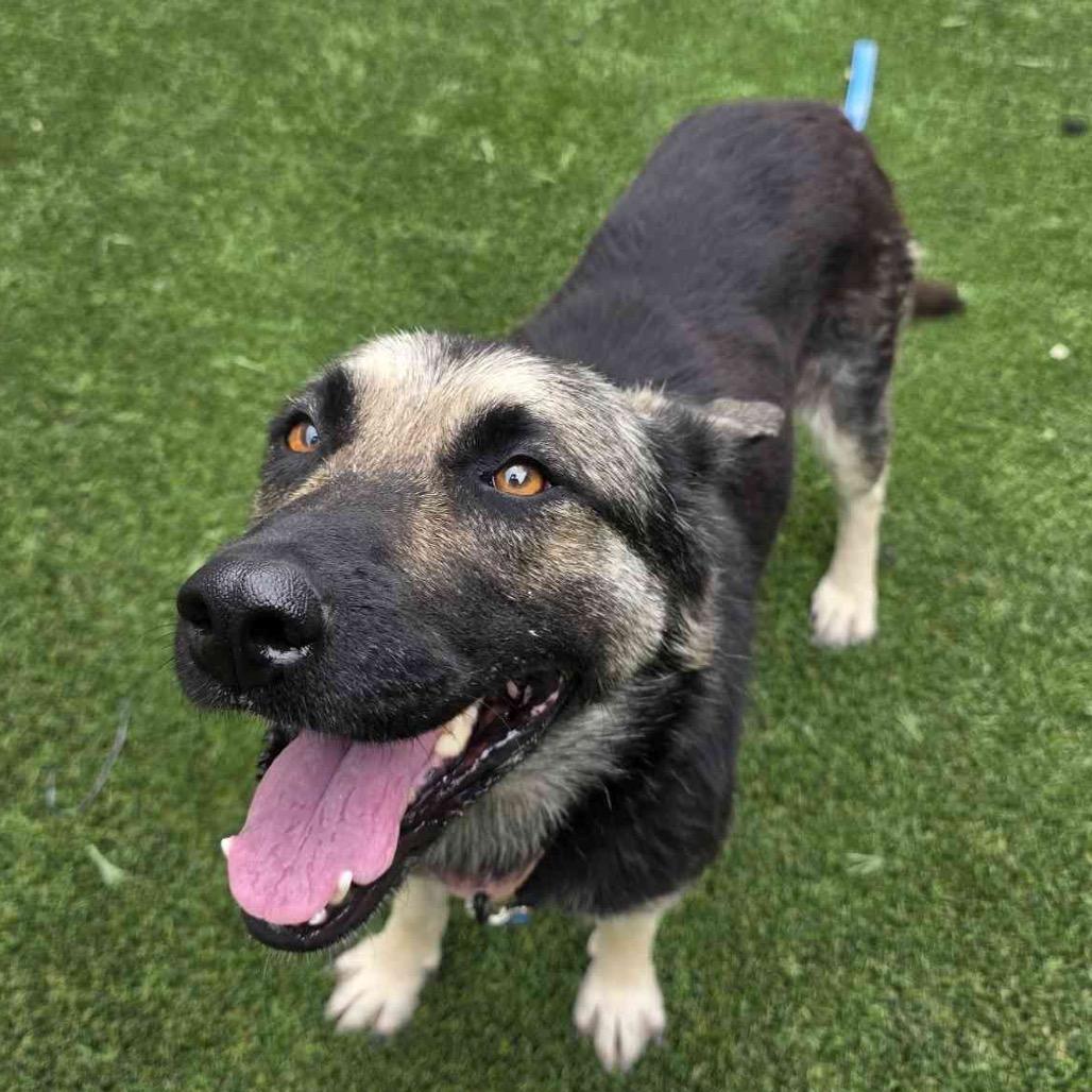 Enlarge Jamie Lee, a Adoptable mixed breed in Fresno, CA image 4/5