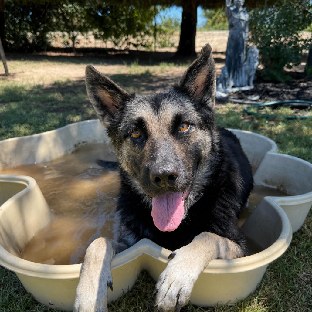 Enlarge Jamie Lee, a Adoptable mixed breed in Fresno, CA image 5/5