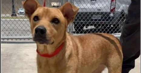 Bridgette, a Adoptable mixed breed in Rockland, WI image 1/6