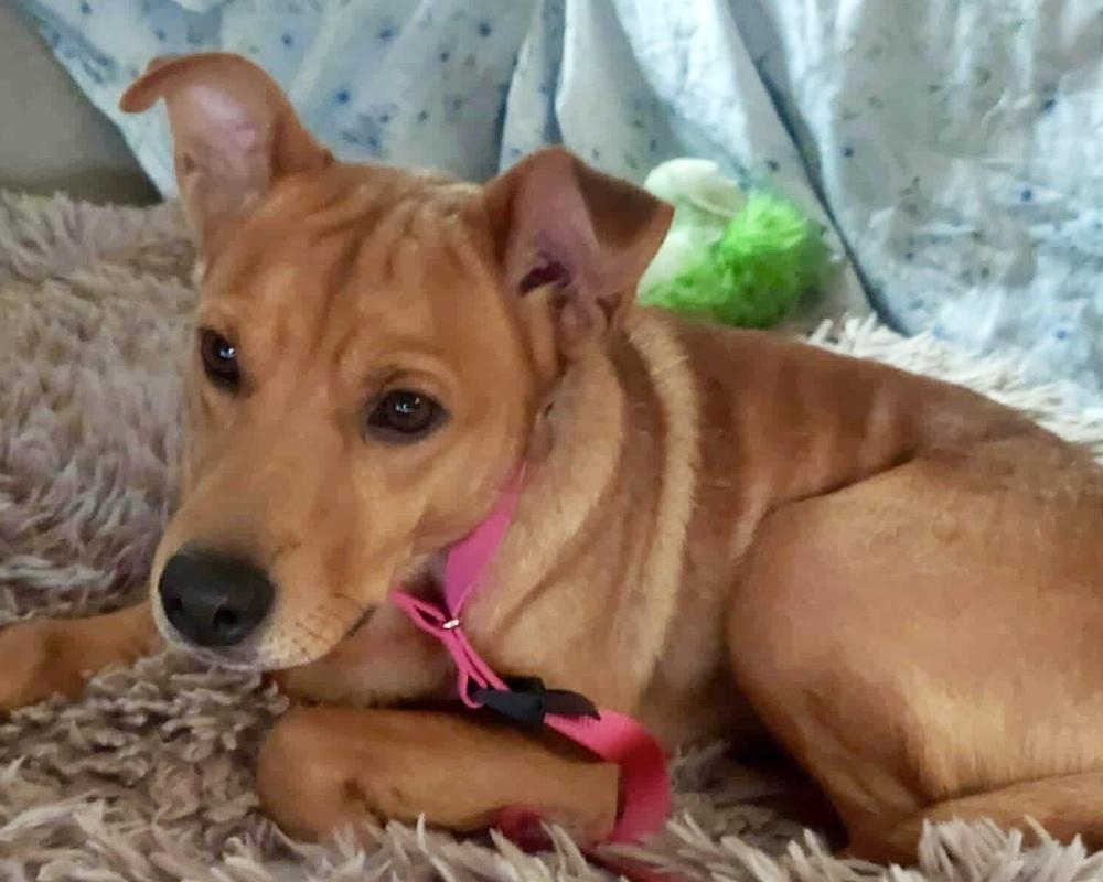 Bridgette, a Adoptable mixed breed in Rockland, WI image 2/6