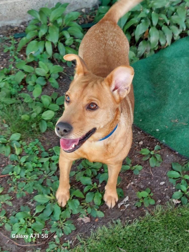 Bridgette, a Adoptable mixed breed in Rockland, WI image 3/6