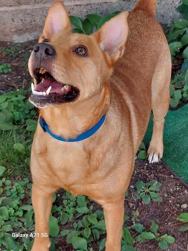 Bridgette, a Adoptable mixed breed in Rockland, WI image 4/6