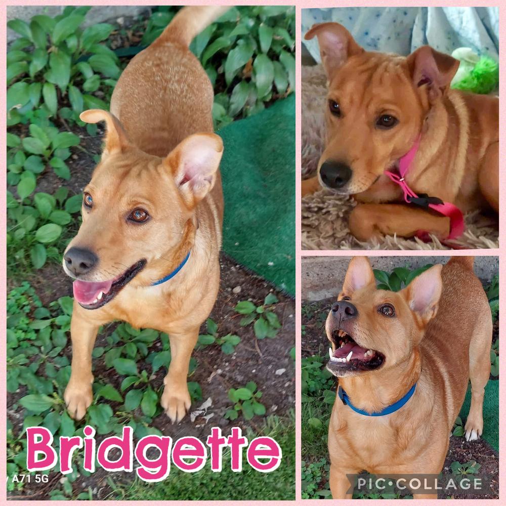 Bridgette, a Adoptable mixed breed in Rockland, WI image 5/6