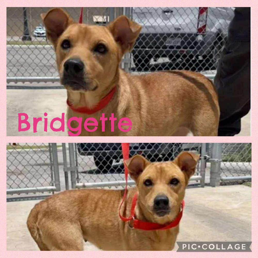 Bridgette, a Adoptable mixed breed in Rockland, WI image 6/6