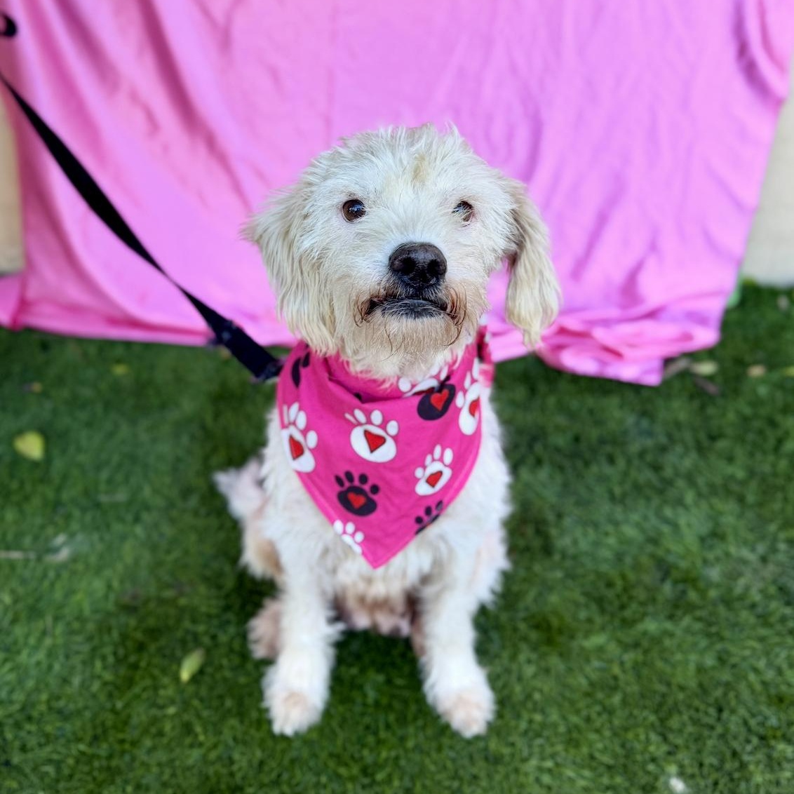 ELSA, a ADOPTABLE mixed breed in Rowland Heights, CA image 3/6