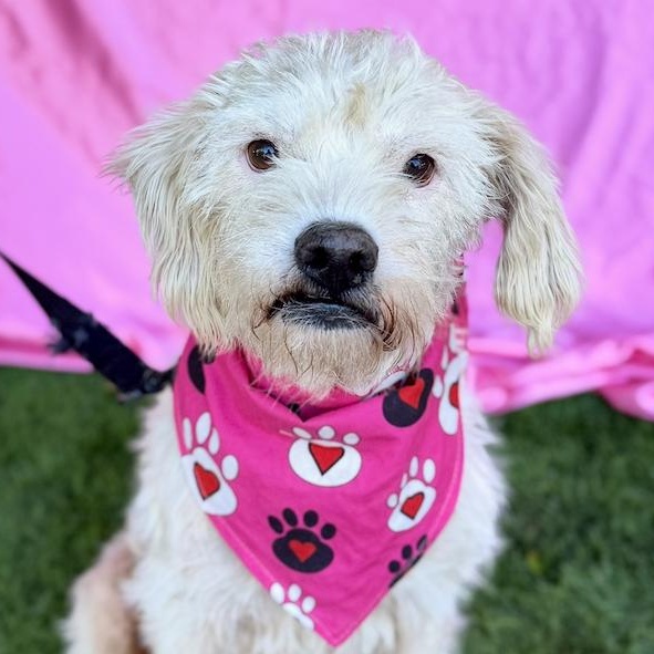ELSA, ADOPTABLE, Adult Female Poodle.