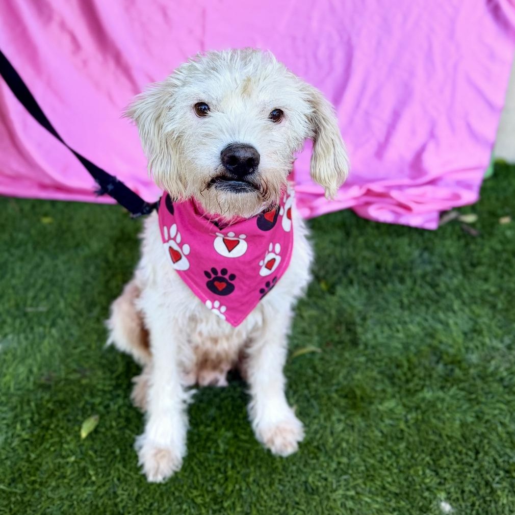 ELSA, a ADOPTABLE mixed breed in Rowland Heights, CA image 6/6