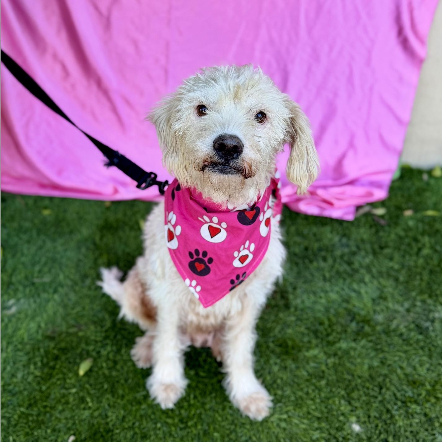 ELSA, a ADOPTABLE mixed breed in Rowland Heights, CA image 4/6