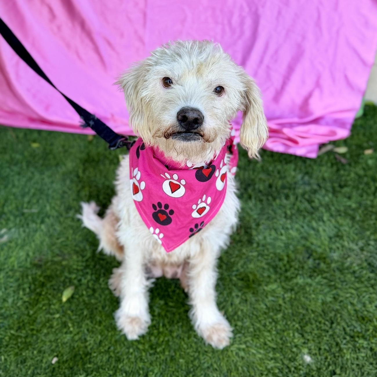 ELSA, a ADOPTABLE mixed breed in Rowland Heights, CA image 5/6