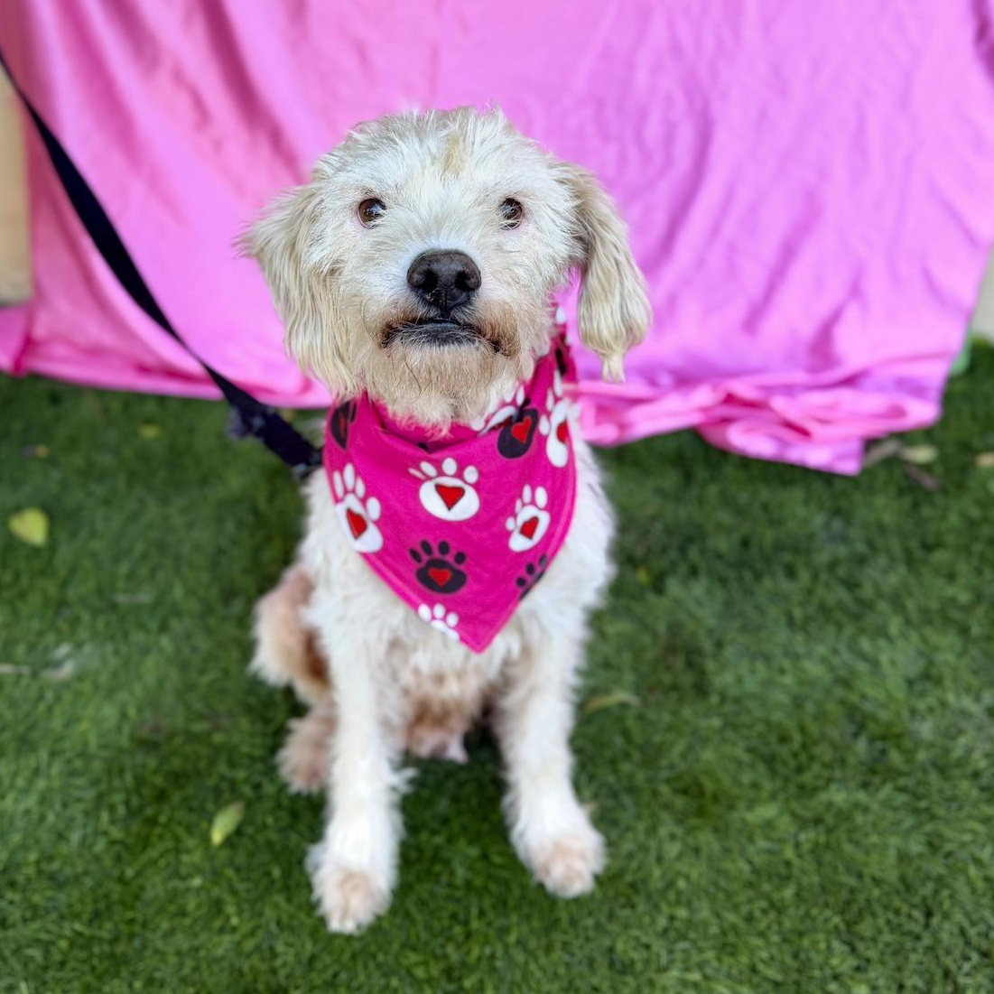 ELSA, a ADOPTABLE mixed breed in Rowland Heights, CA image 2/6