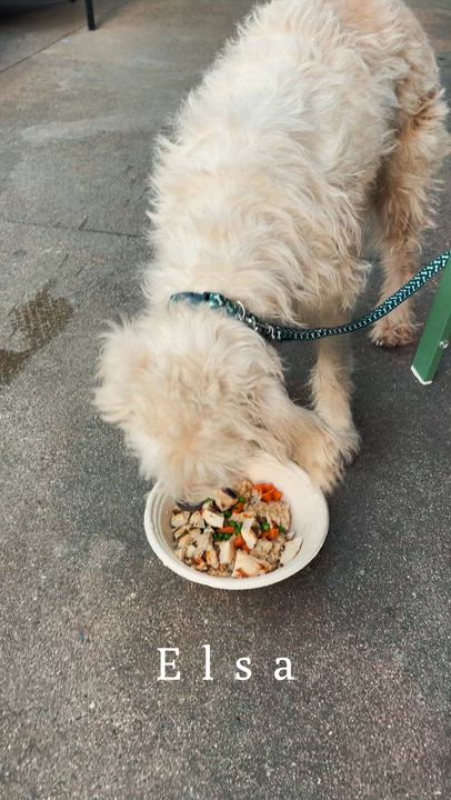 Enlarge ELSA, a ADOPTABLE mixed breed in Rowland Heights, CA video 2/4