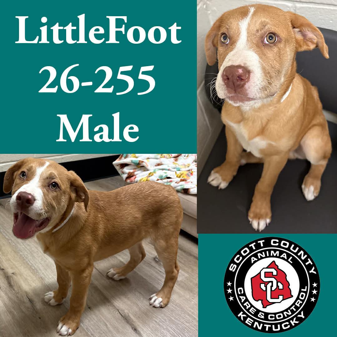 Enlarge Little Foot, a Adoptable Labrador Retriever in Georgetown, KY image 1/1