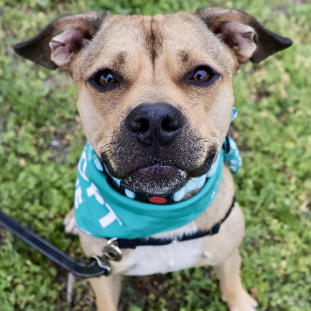 Skippy P4P, a Adoptable mixed breed in St Joseph, MO image 2/5