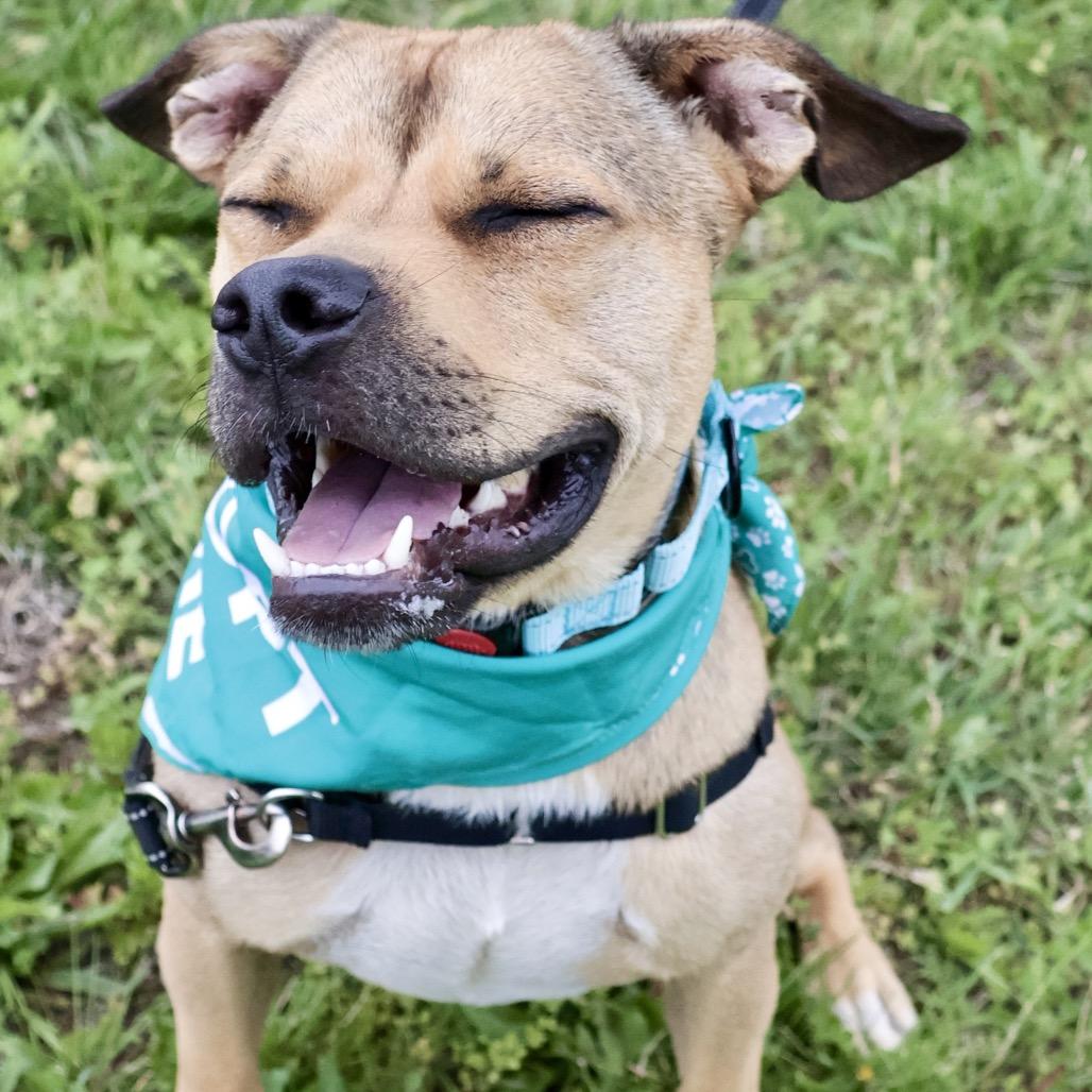 Skippy P4P, a Adoptable mixed breed in St Joseph, MO image 3/5