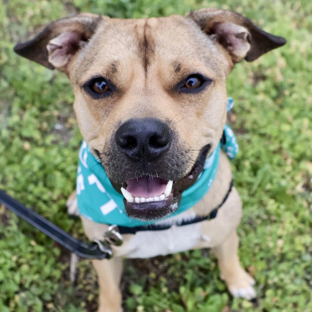 Skippy P4P, a Adoptable mixed breed in St Joseph, MO image 4/5