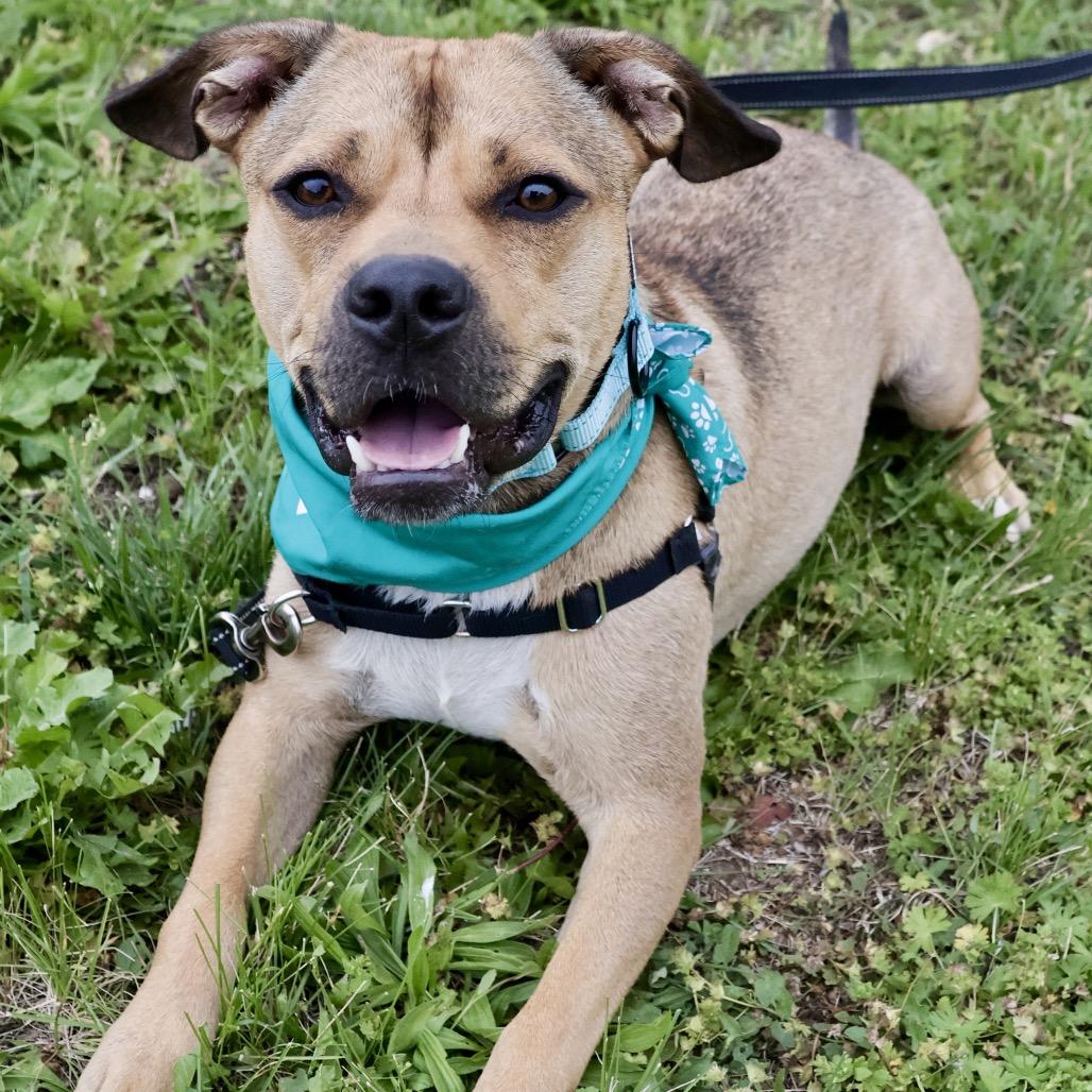 Skippy P4P, a Adoptable mixed breed in St Joseph, MO image 5/5