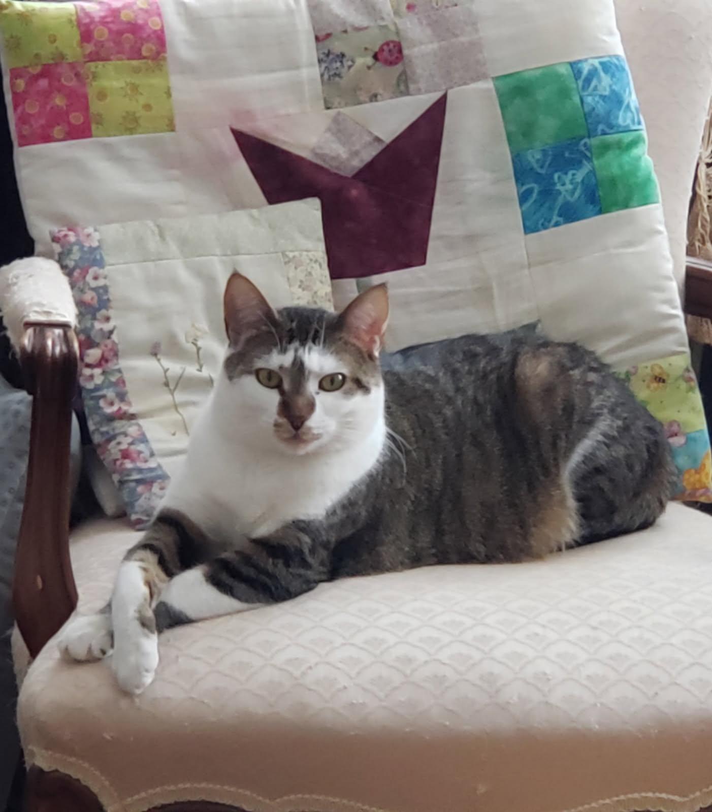 Enlarge Mimi 4508, a Adoptable Domestic Short Hair image 1/1