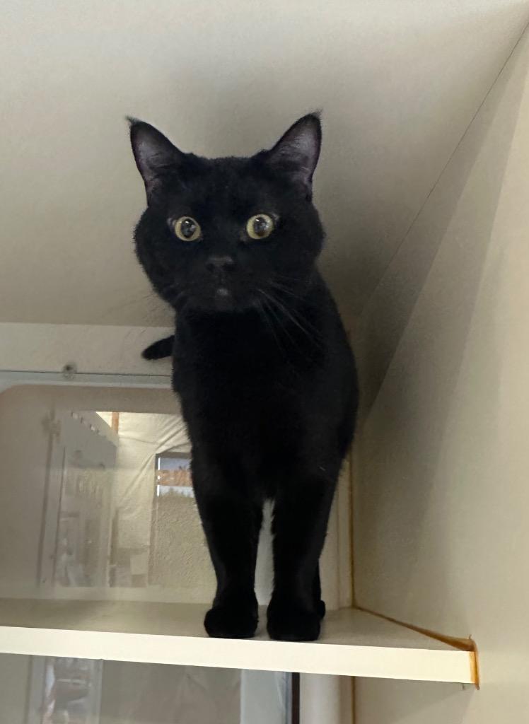 Monkey - Sponsored by the Keay Family, Adoptable, Adult Male Bombay.