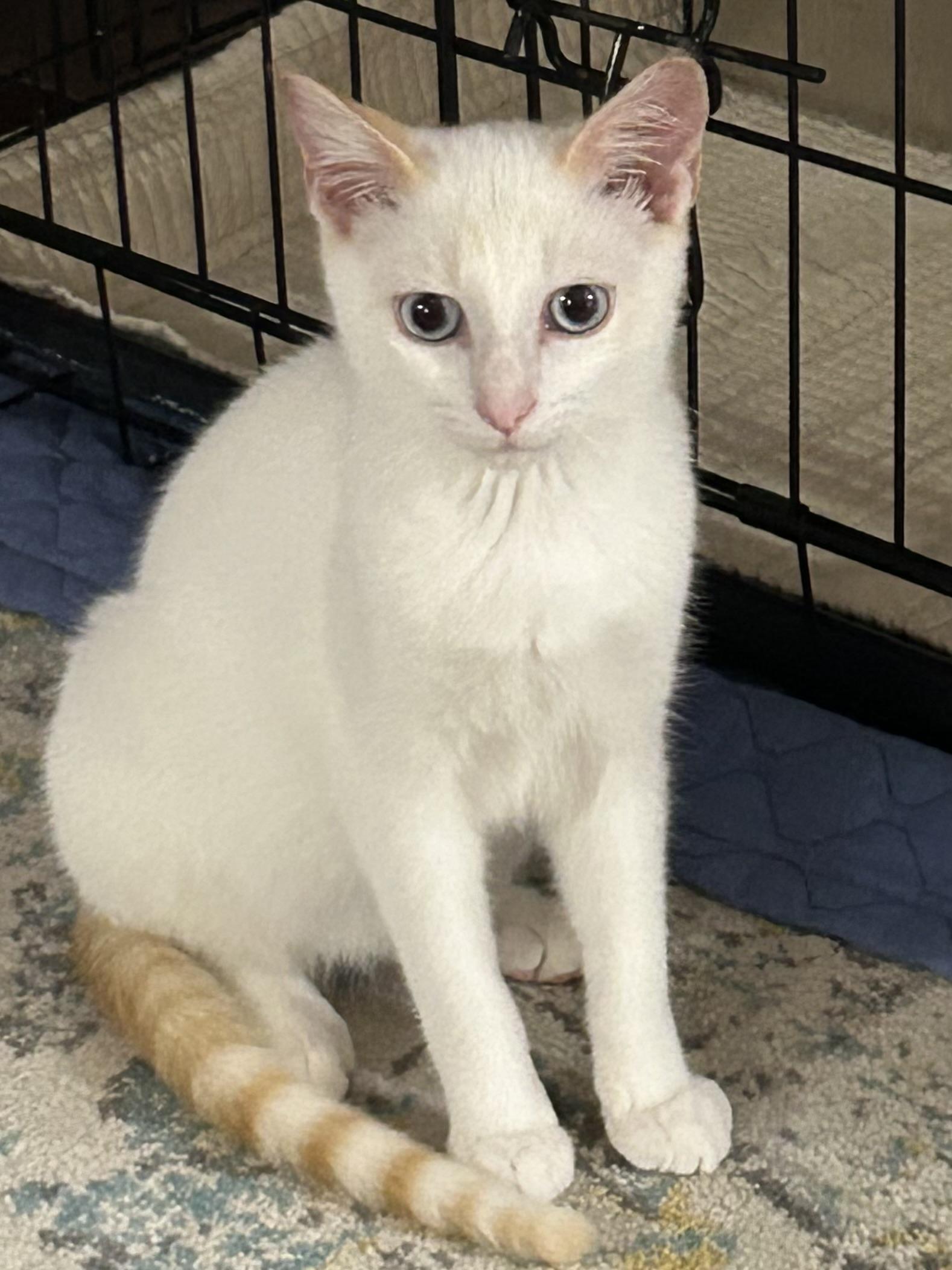 Enlarge Lucas, a ADOPTABLE Domestic Short Hair in Murfreesboro, TN image 4/5