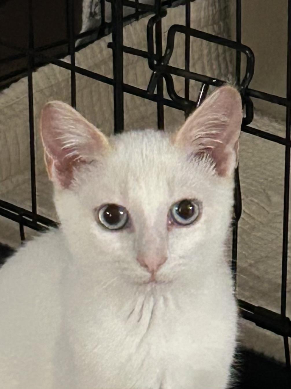 Enlarge Lucas, a ADOPTABLE Domestic Short Hair in Murfreesboro, TN image 5/5