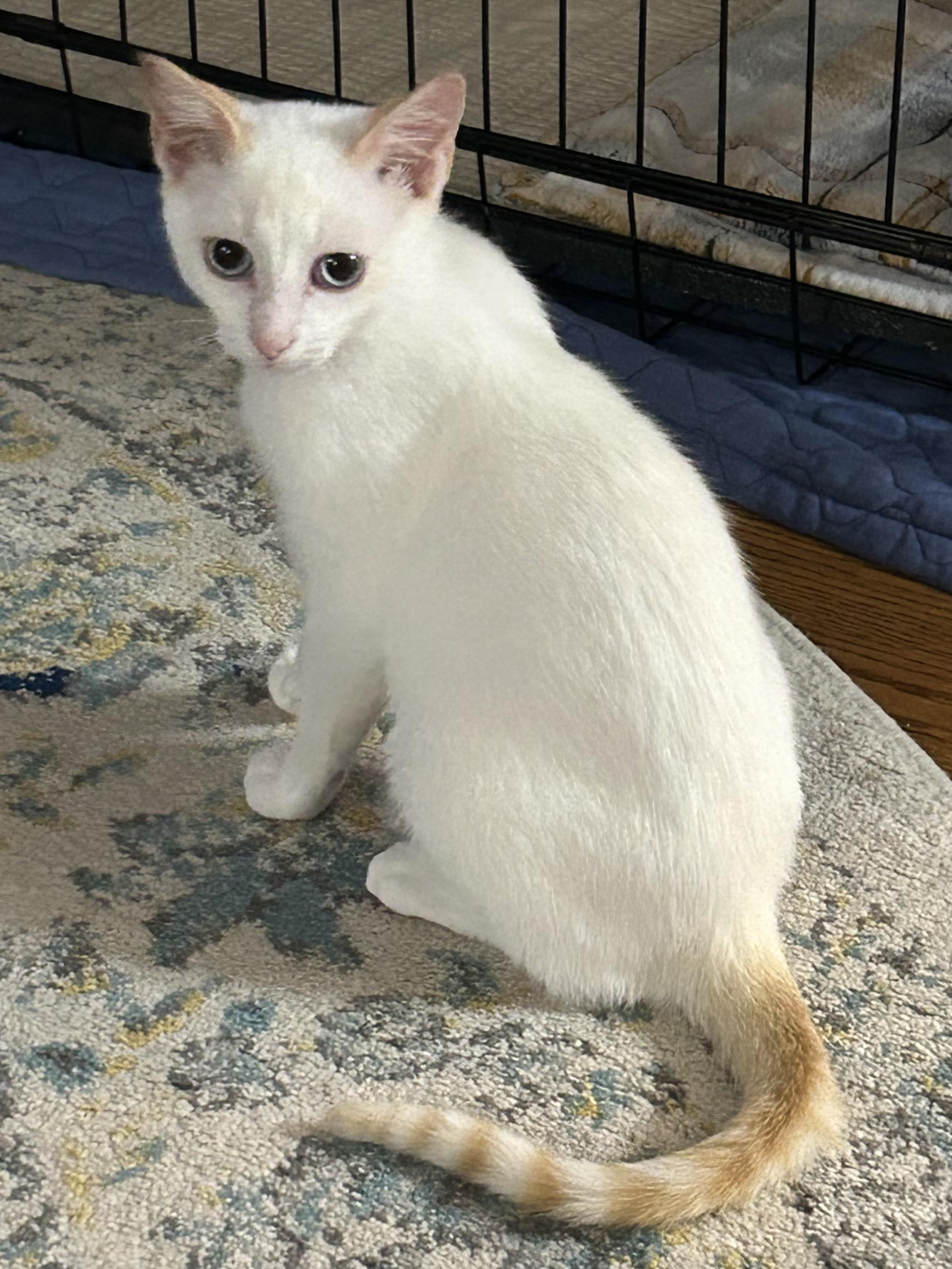 Lucas, ADOPTABLE, Kitten Male Domestic Short Hair.