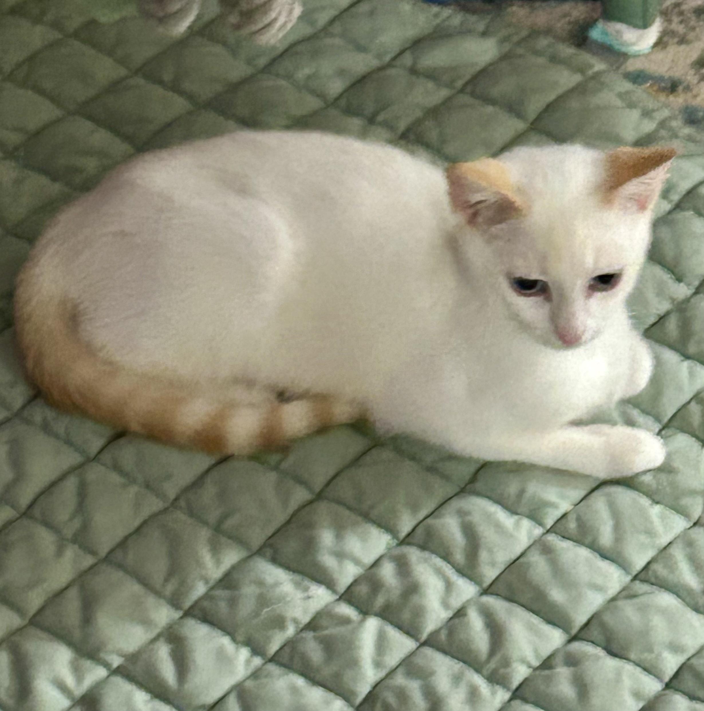 Enlarge Lucas, a ADOPTABLE Domestic Short Hair in Murfreesboro, TN image 3/5