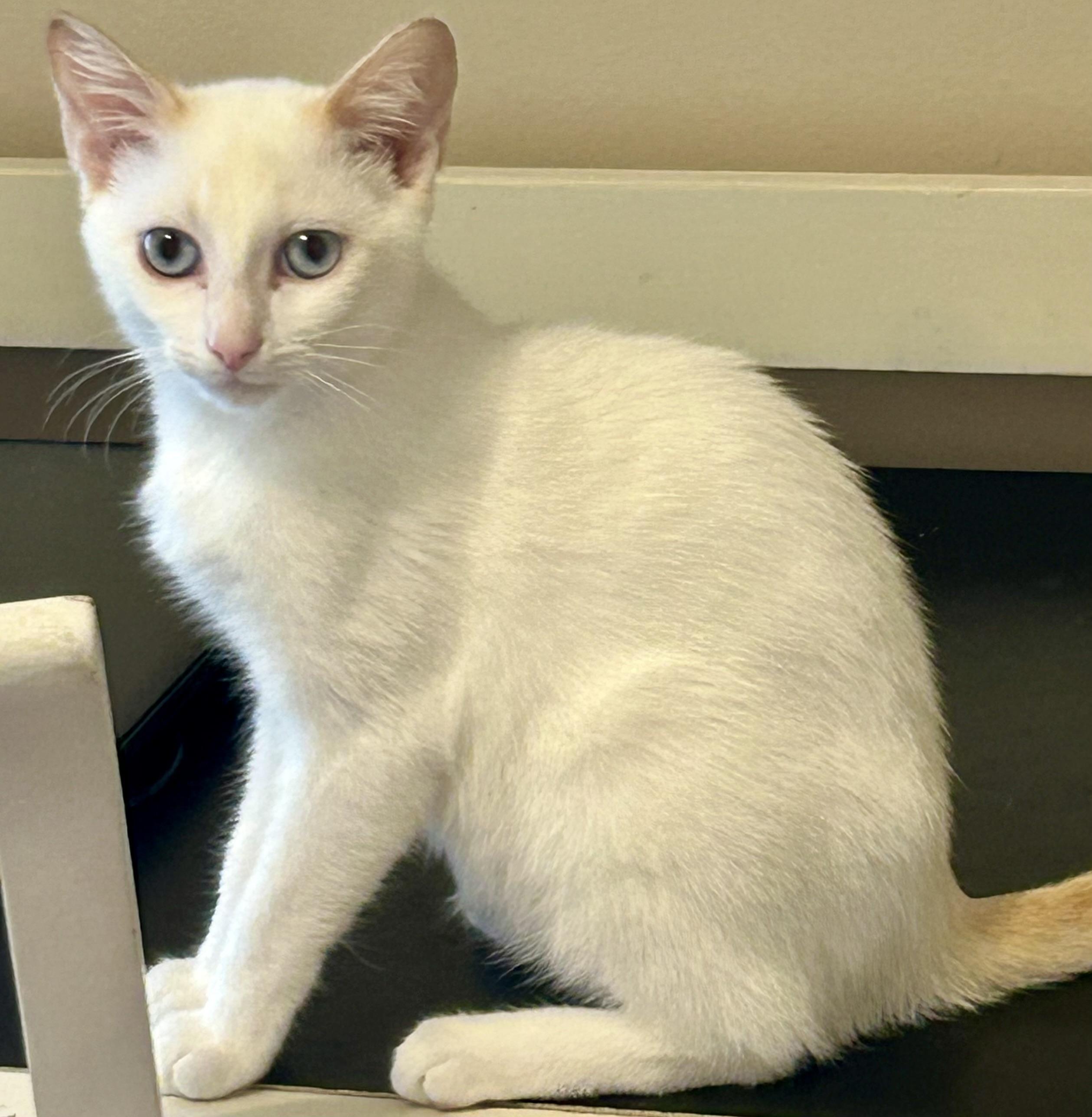 Enlarge Lucas, a ADOPTABLE Domestic Short Hair in Murfreesboro, TN image 2/5