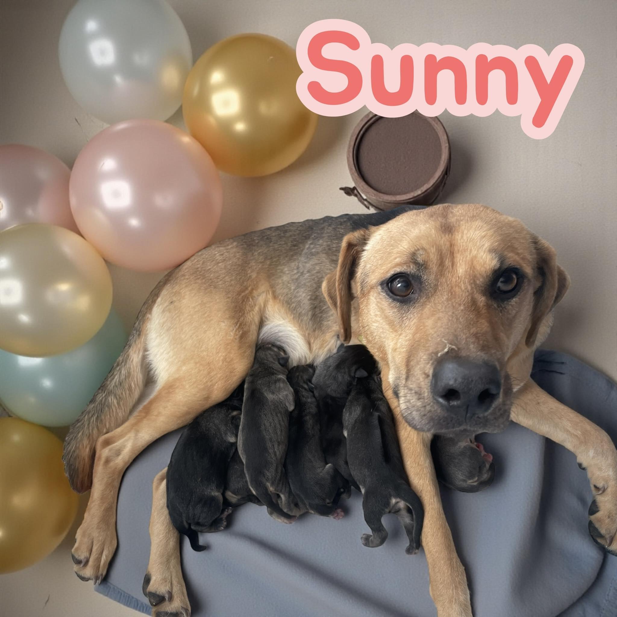 Sunny's Puppies - 4 Girls - SC