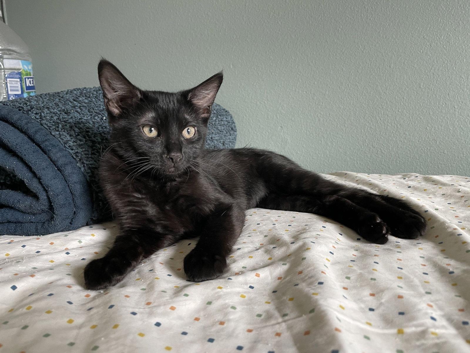 Fairy Godmother, Adoptable, Kitten Female Domestic Short Hair.