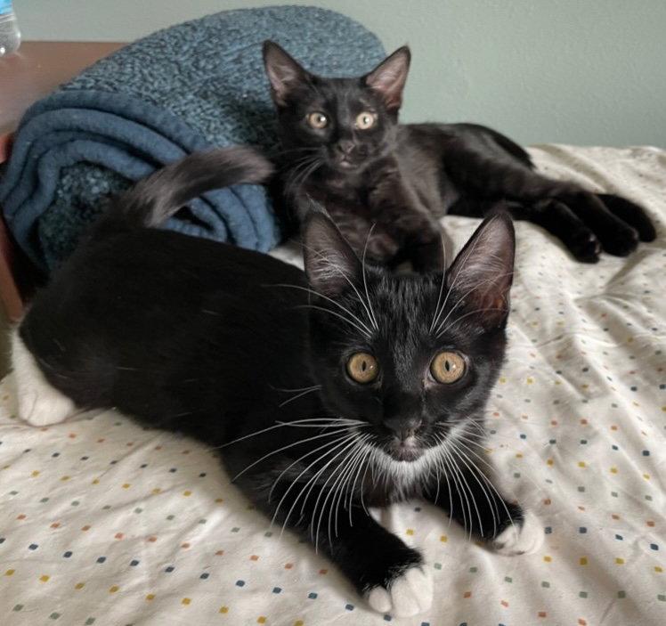 Enlarge Fairy Godmother, a Adoptable Domestic Short Hair in Colorado Springs, CO image 2/2