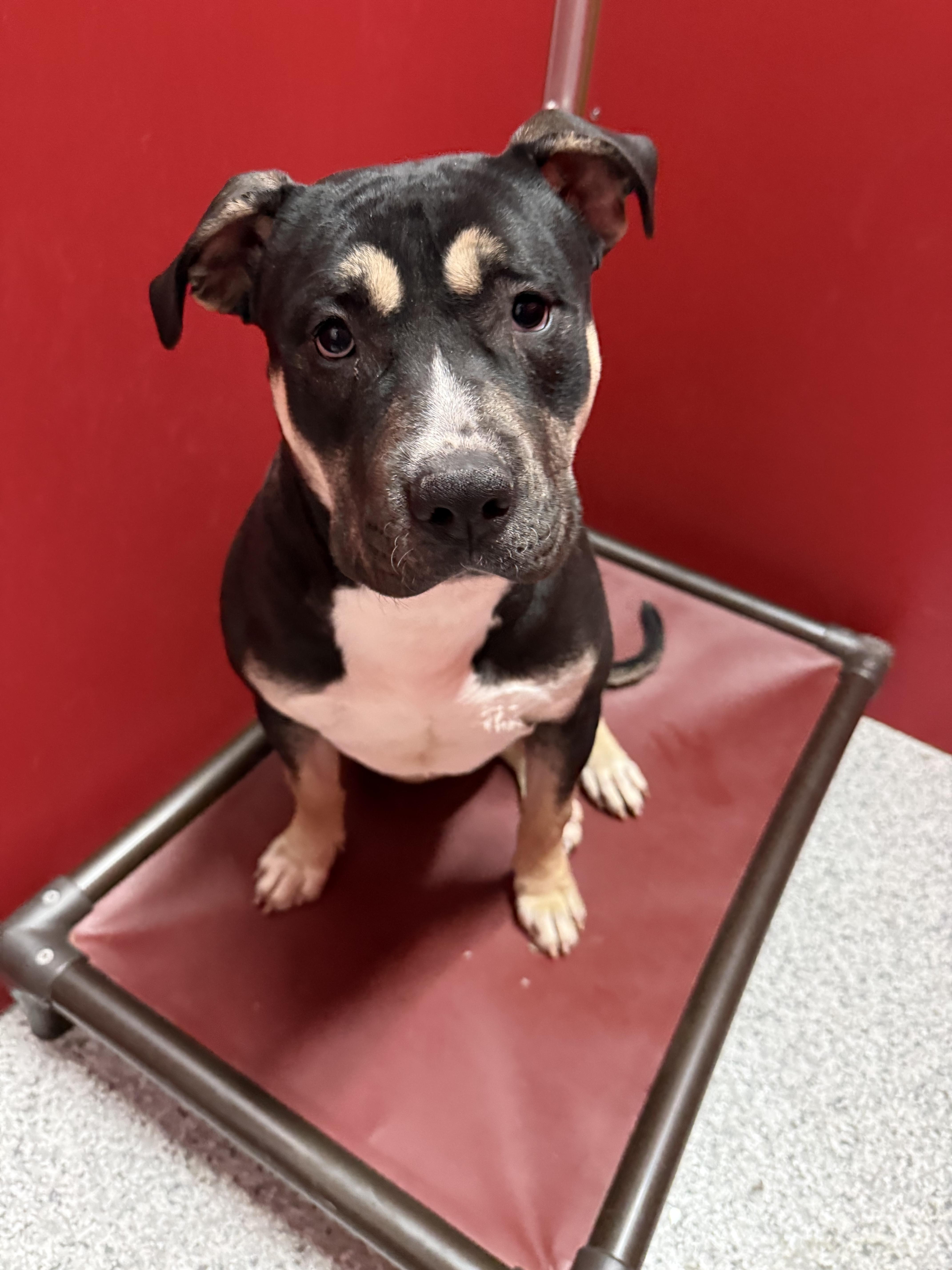 Enlarge Clover , a Adoptable Pit Bull Terrier in Albany, NY image 2/4