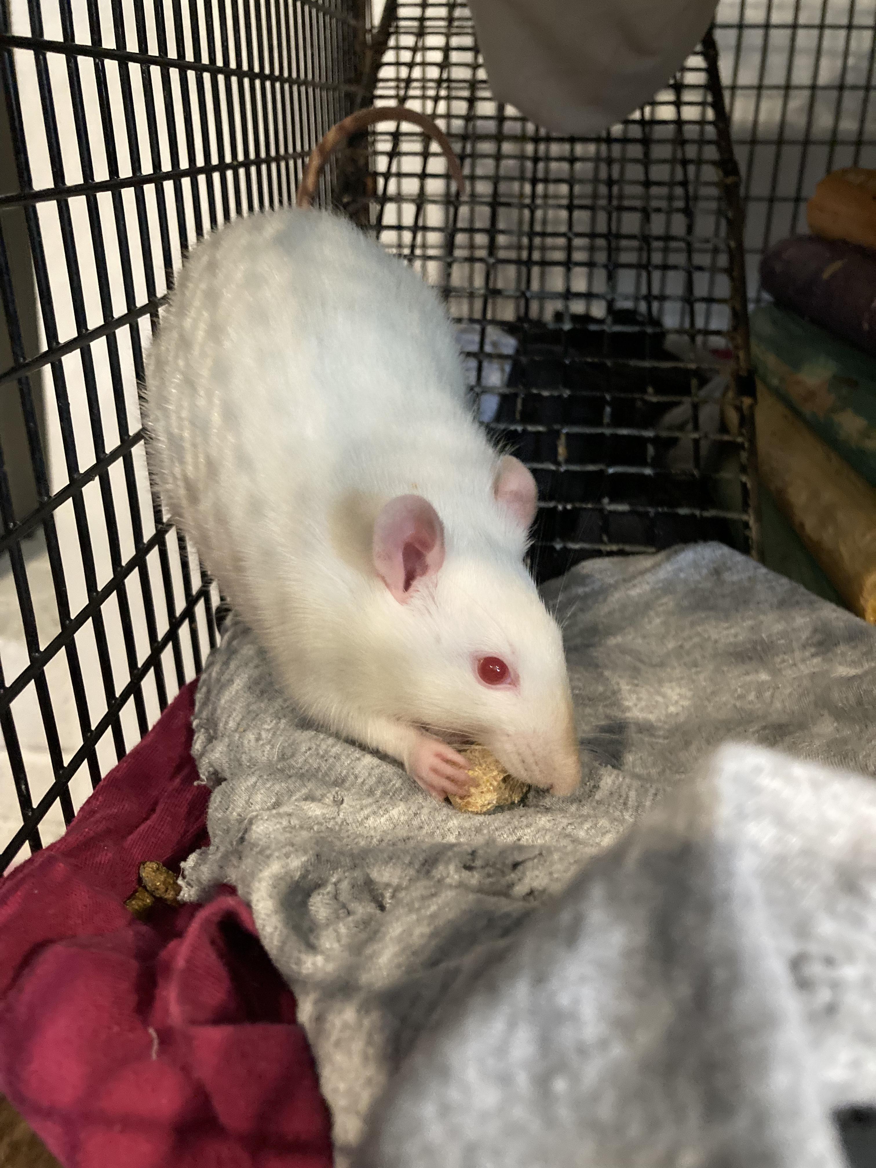 Enlarge 3 Male Baby Rats, an adoptable Rat in Grand Rapids, MI image 3/4