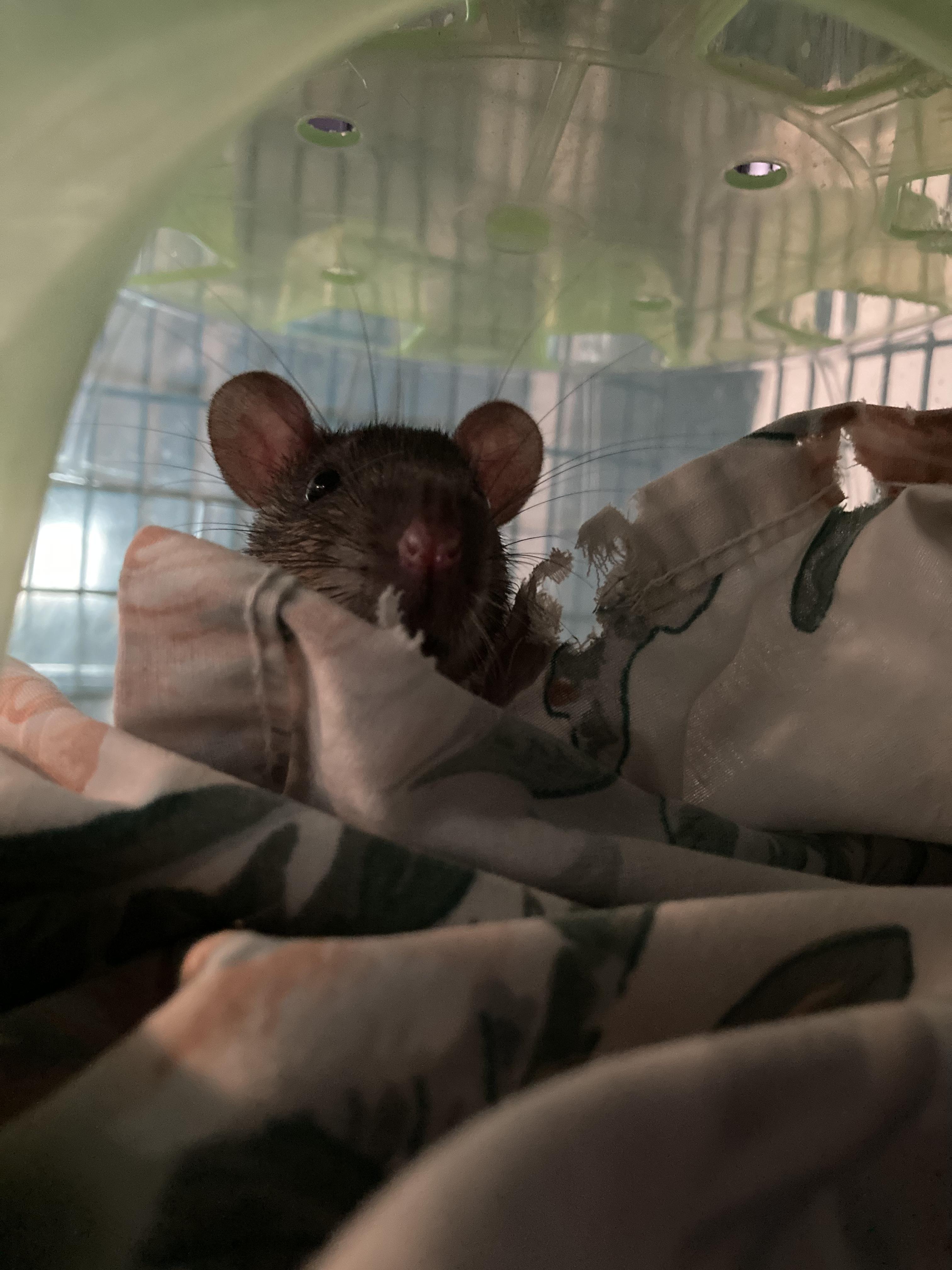 Enlarge 3 Male Baby Rats, an adoptable Rat in Grand Rapids, MI image 4/4